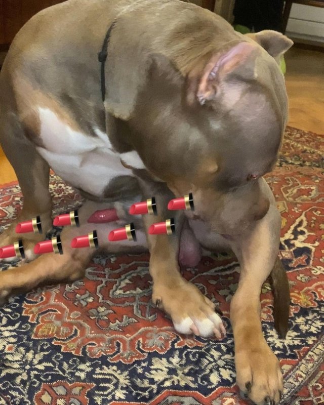 Фальшивая помада собака