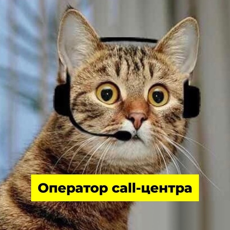 Кот диспетчер