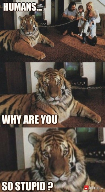 Смешной тигр Мем
