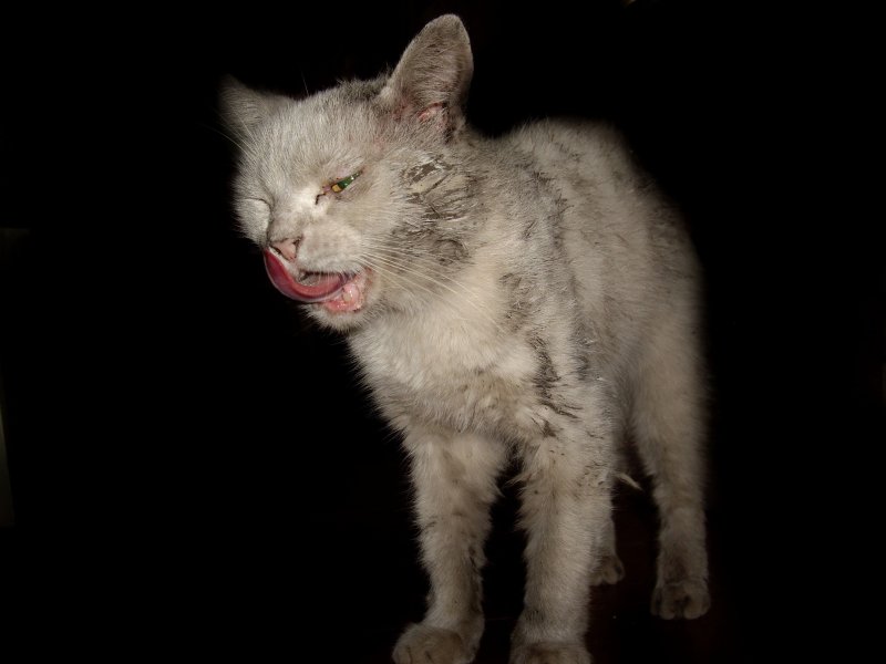 Игорь Мазунин уродливый кот