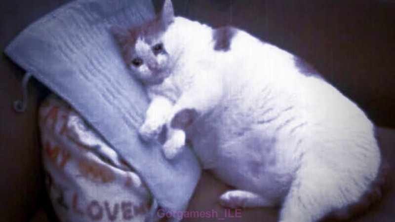 Грустный уставший толстый кот