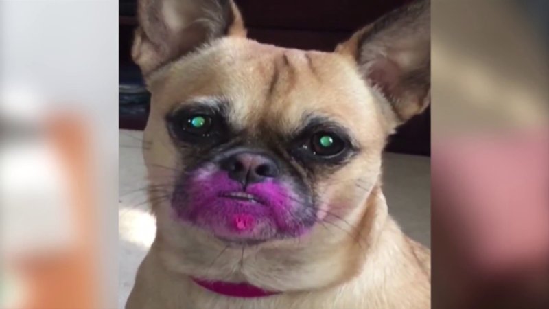 Смешные животные накрашенные