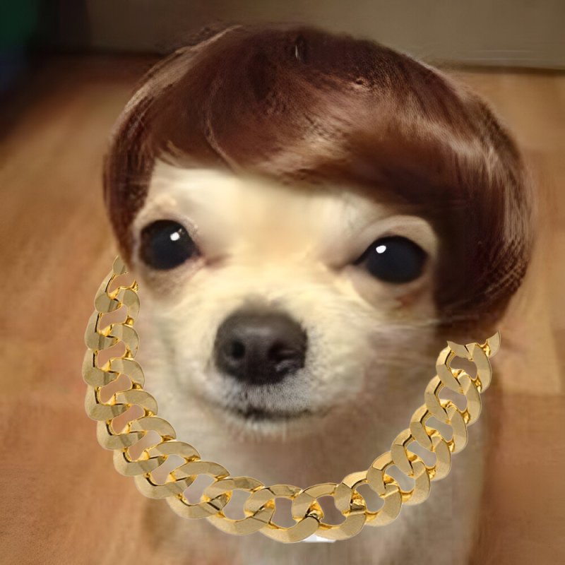 Чихуахуа в парике