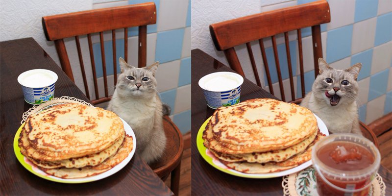 Котик с оладушками