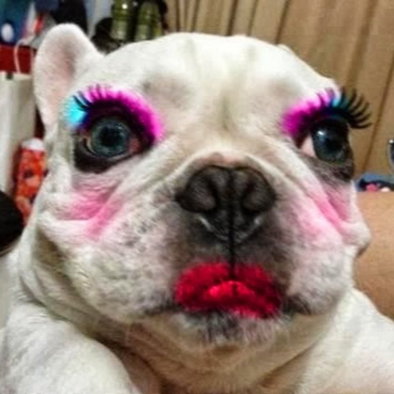 Собака с бровями