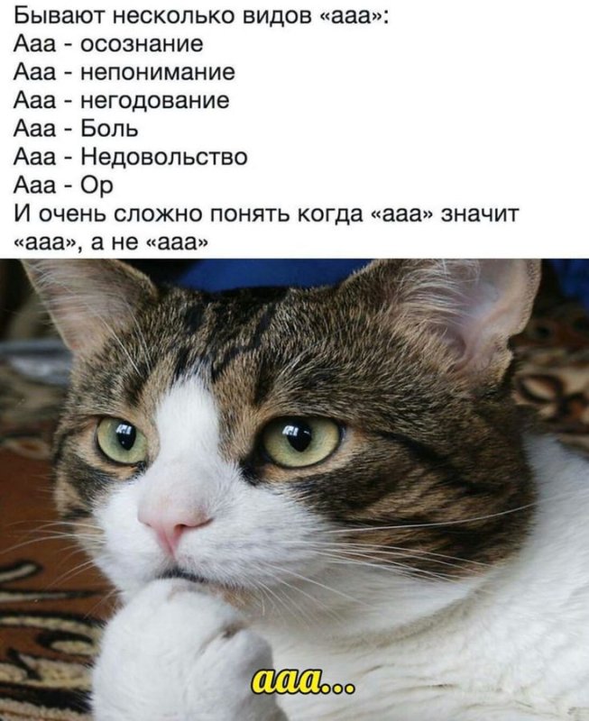 Кот задумался Мем