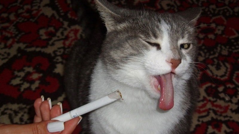 Кот курит сигарету