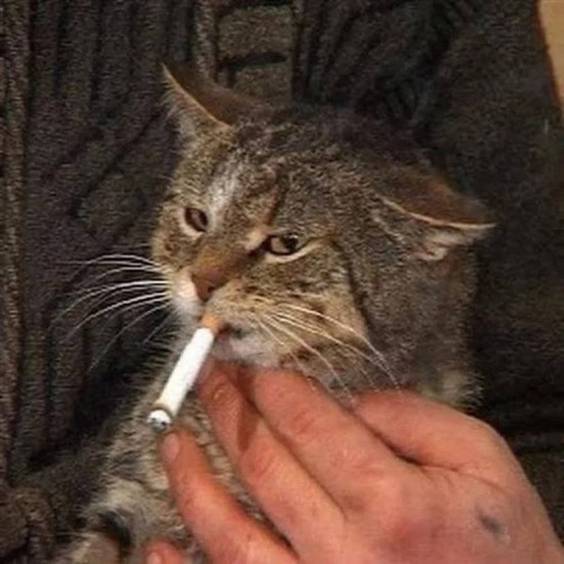 Курящий котенок