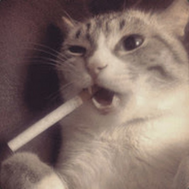 Котенок курит