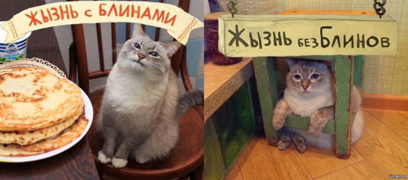 Кот блинчик Мем