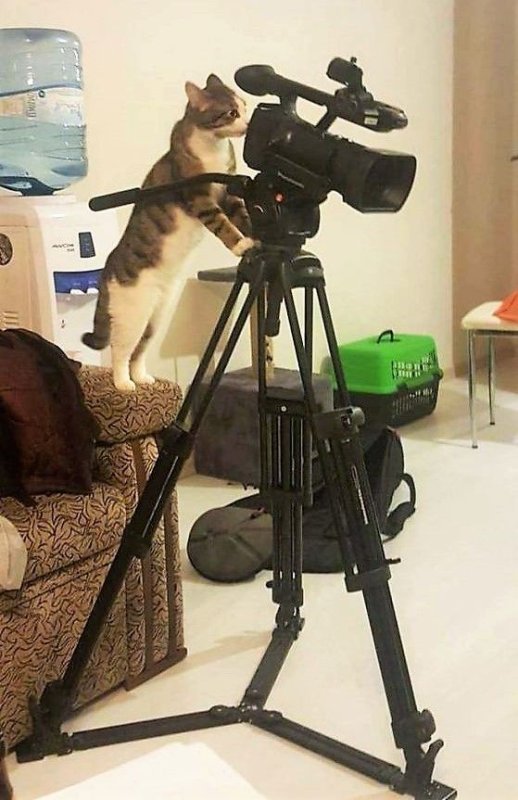 Кот с видеокамерой