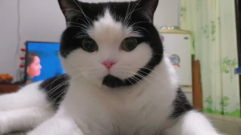 Котик оператор