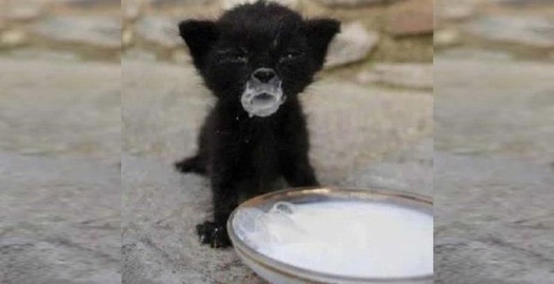 Кот испачкался в сметане