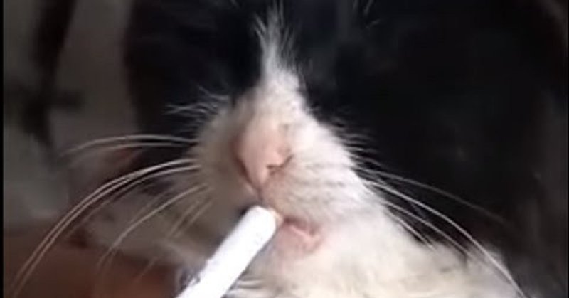 Коты с сигаретой