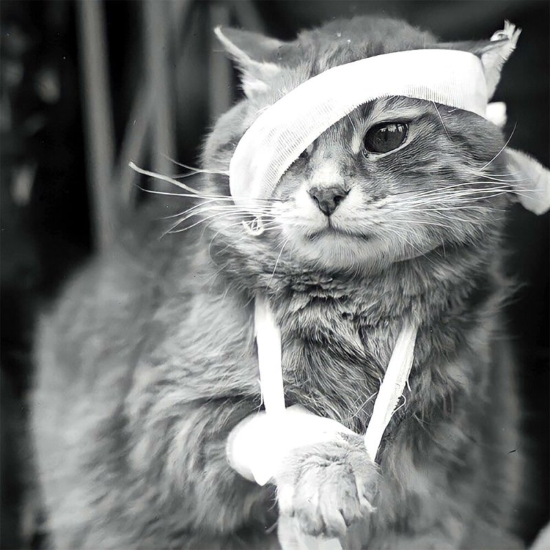 Котики смешные