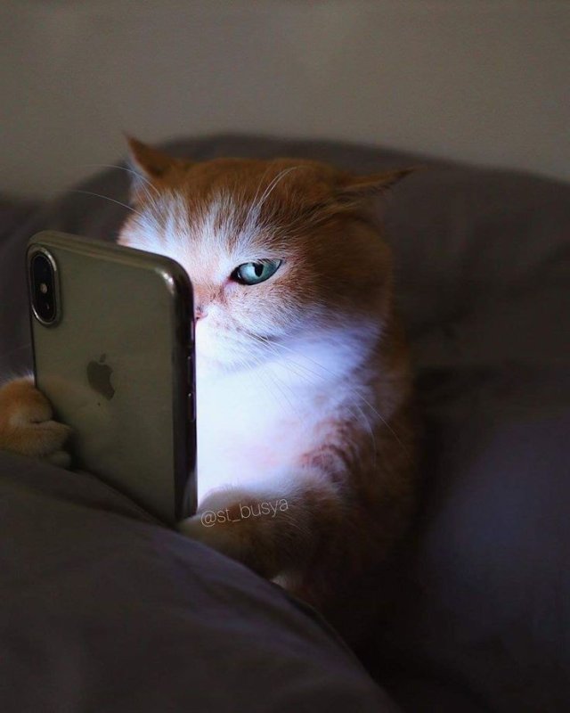 Кот с мобильником