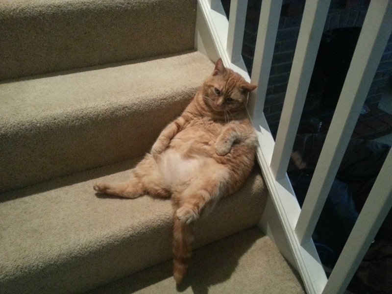 Уставший толстый кот