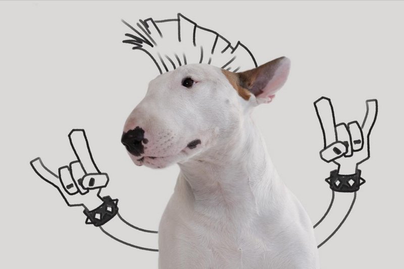 Бультерьер Джимми Чу