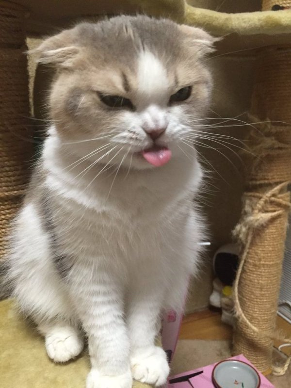 Котик кайфует