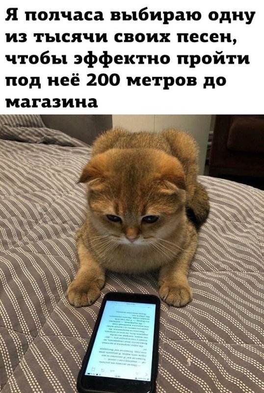 Кошечка с телефоном