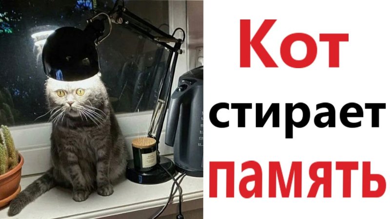 Domi show кот