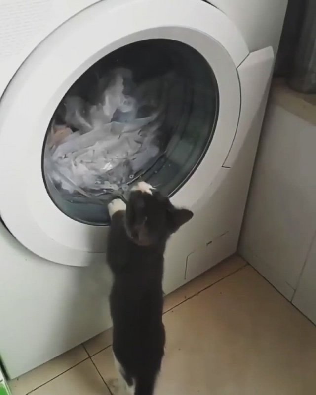 Засунул кота в стиральную машину
