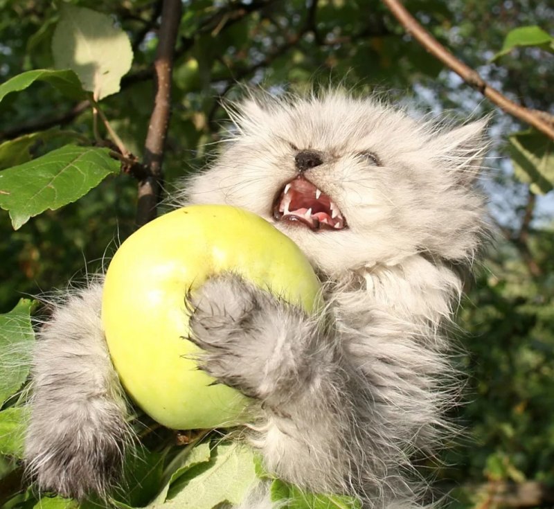 Котенок и Арбуз