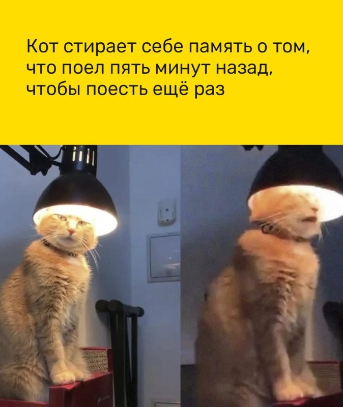 Кот стирает Мем