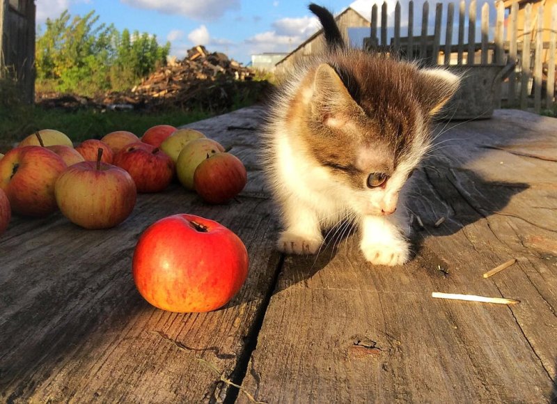 Котята и яблоки