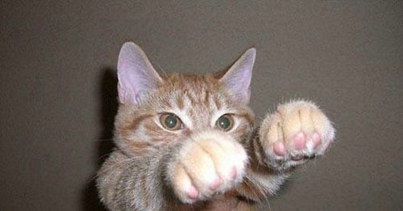 Держит кота