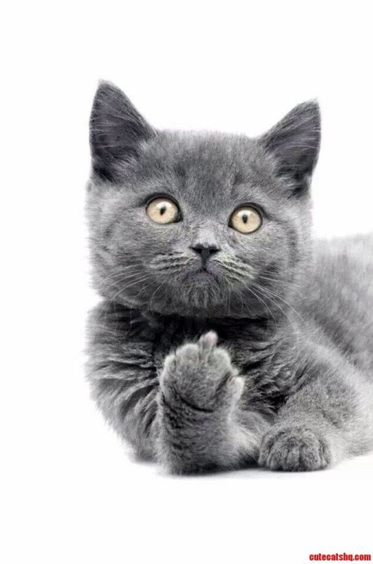 Кошка показывает фак