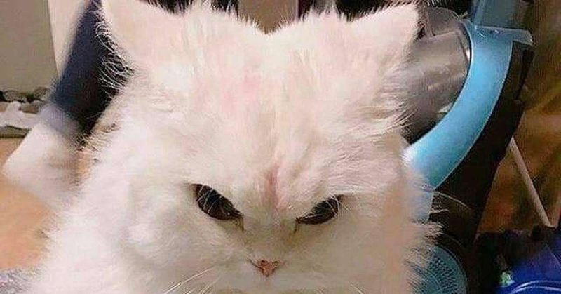 Агрессивный милый кот