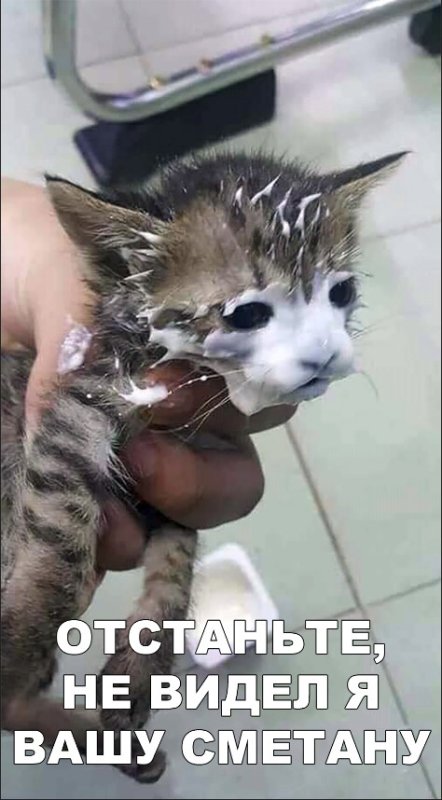 Котенок испачкался