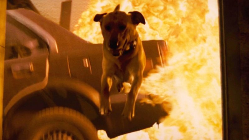 Смешная собачка с взрывом на заднем фоне