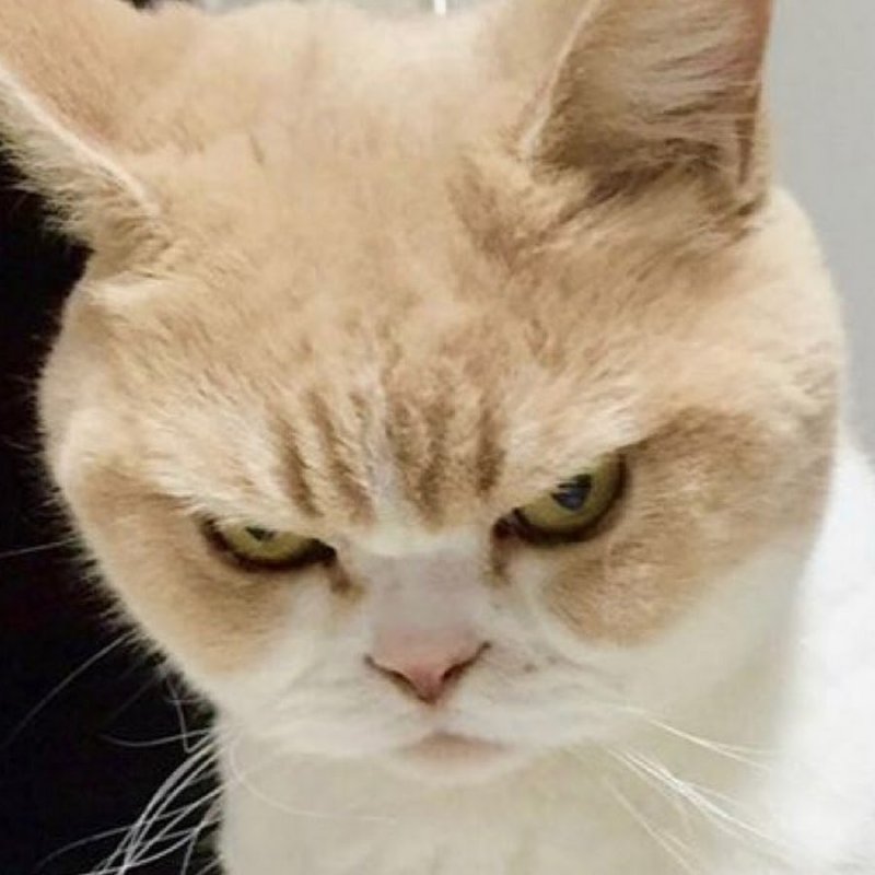 Угрожающий котик