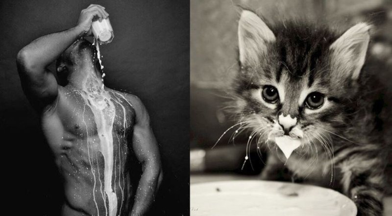 Кошачья страсть