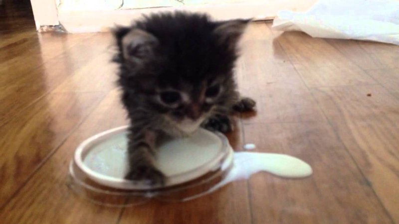 Котенок в молоке