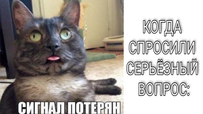 Связь потеряна кот Мем