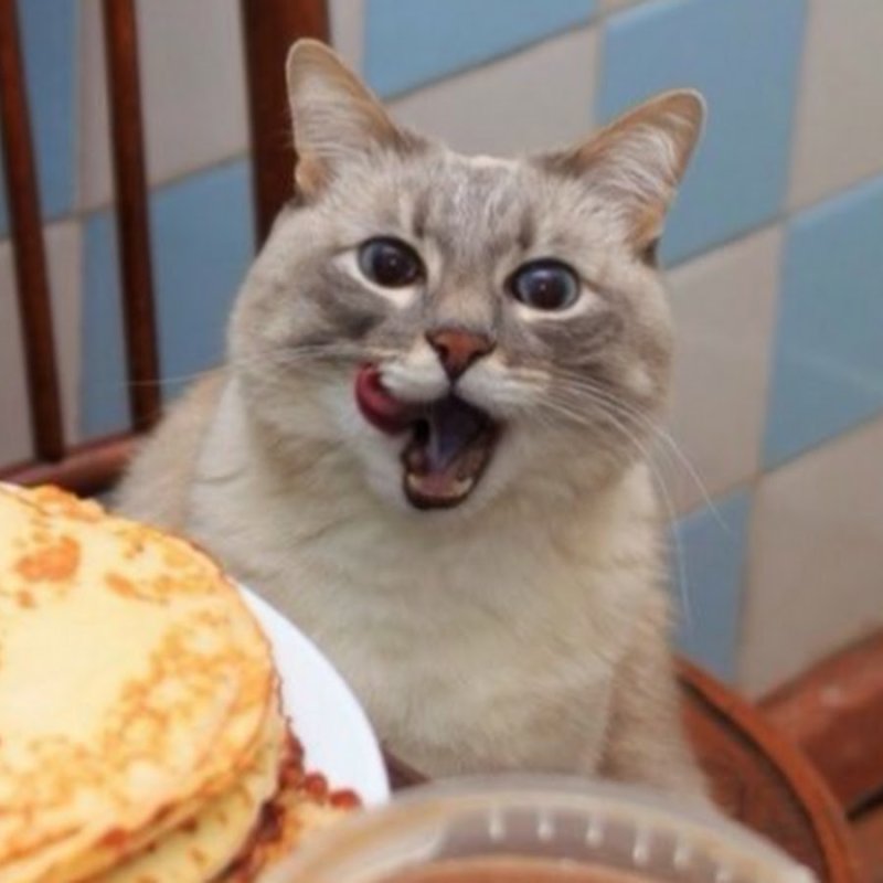 Кот с блинами