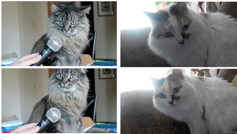 Мемы с котом