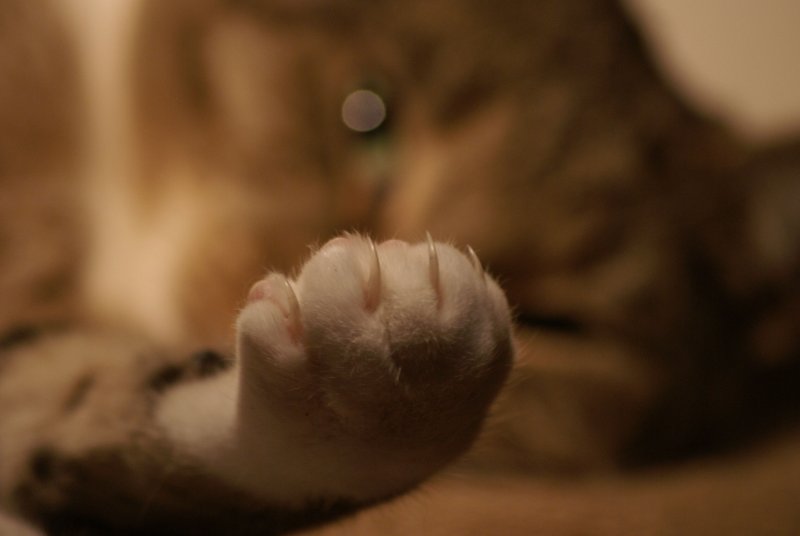 Котик лапка кулак