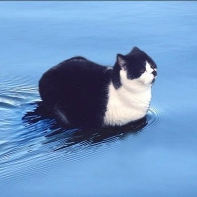 Мемы с котиками