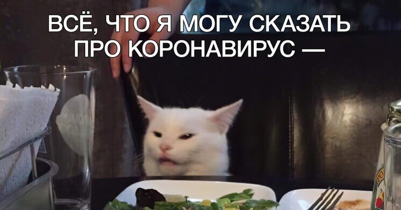 Кот за столом