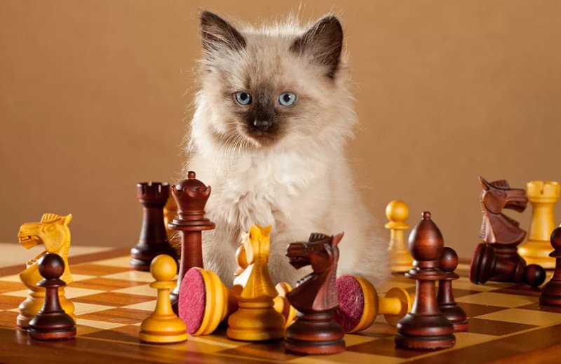 Кошки и шахматы
