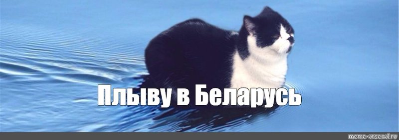 Приплыли кот