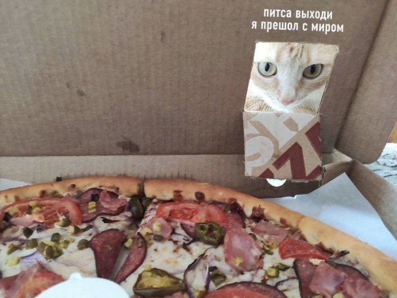 Пицца с котами