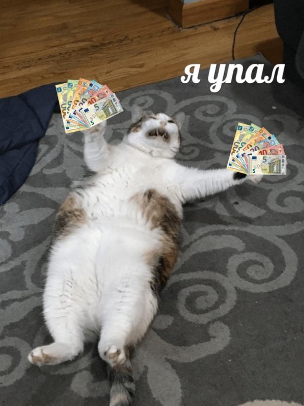 Кот упал Мем