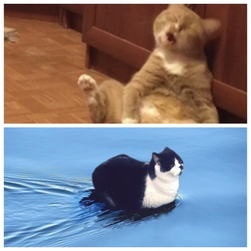 Кот Мем