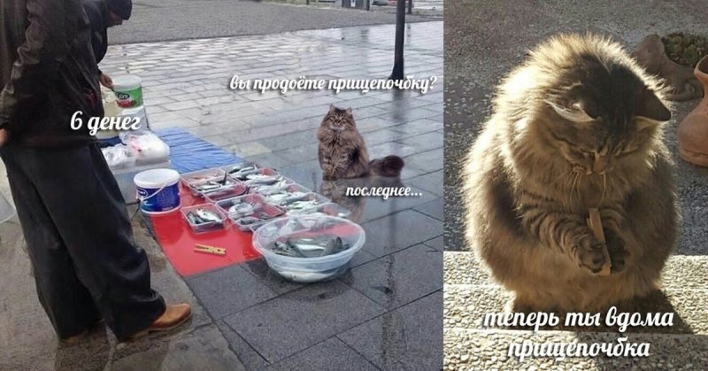 Прищепочка кот Мем