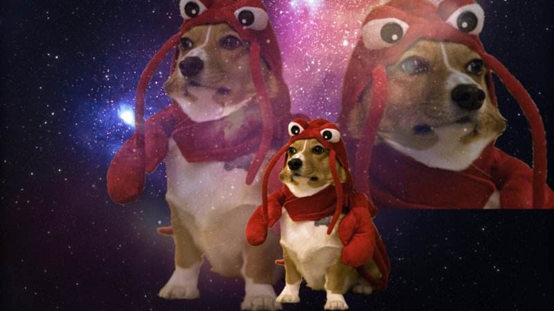 Новогодний корги